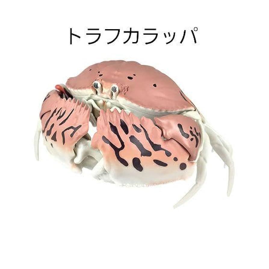 トラフカラッパ　蟹標本 標本・カニ-アンティーク雑貨・家具のSibora【シボラオンライン